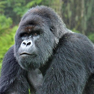 3 day Gorilla Trekking