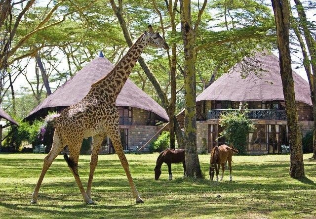 africaunadornedsafaris - 5 Days Midrange Kenyan Safari Tour